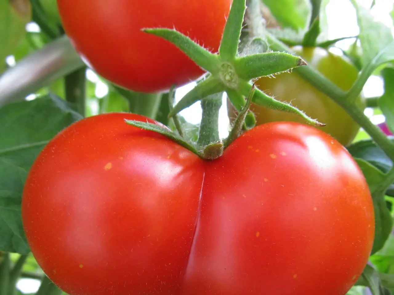 Ideal Accompaniments for Tomatoes: Natural Plant Barriers against Pests