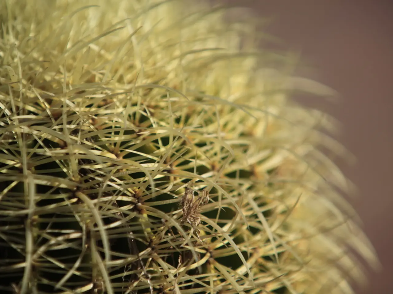 Holiday Cactus Blooms Dropping: 8 Causes for Bud Loss and Solutions for Revitalization