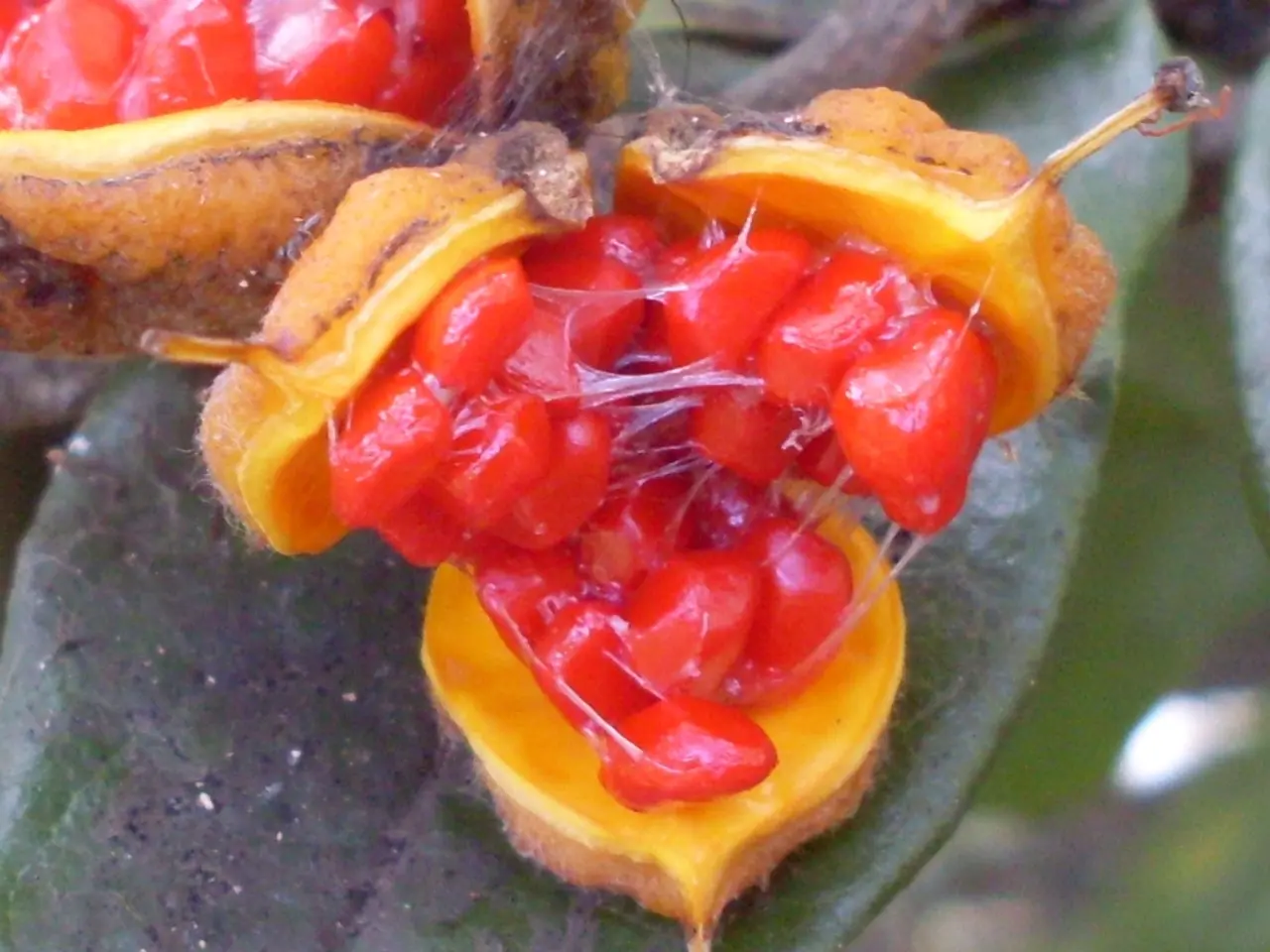 Harvest edible plants in June