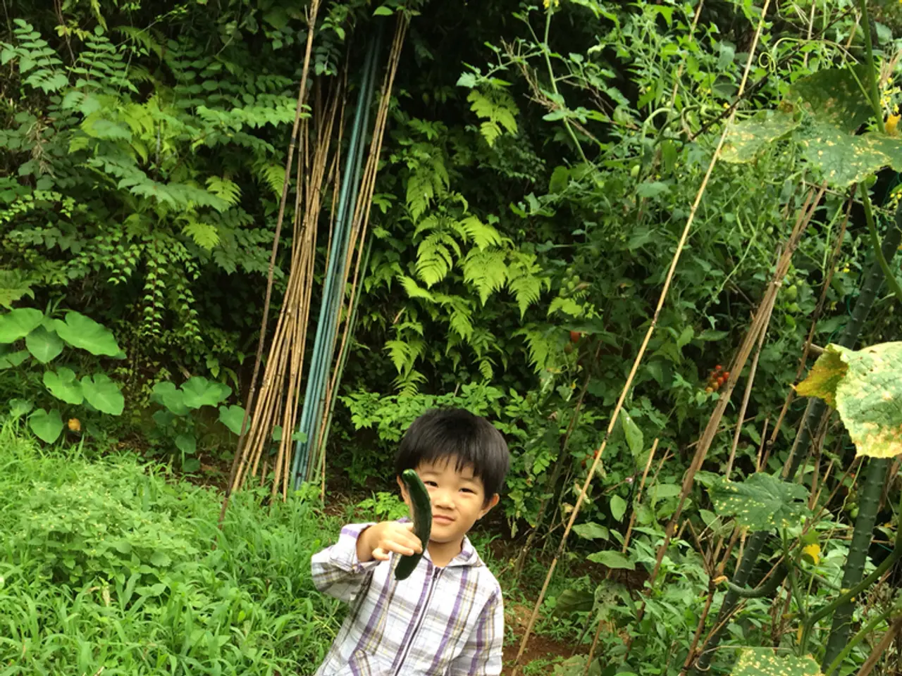 Cultivating cucumbers under challenging conditions, such as those in Hell, requires special...