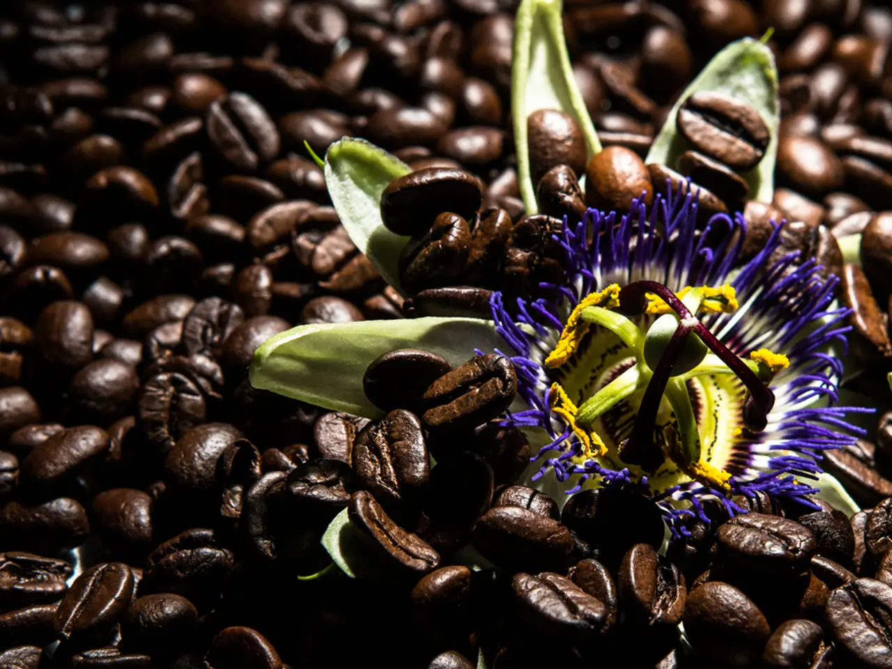 coffee grounds may hold the key to vibrant blue hydrangeas; specialists explain the effects of...