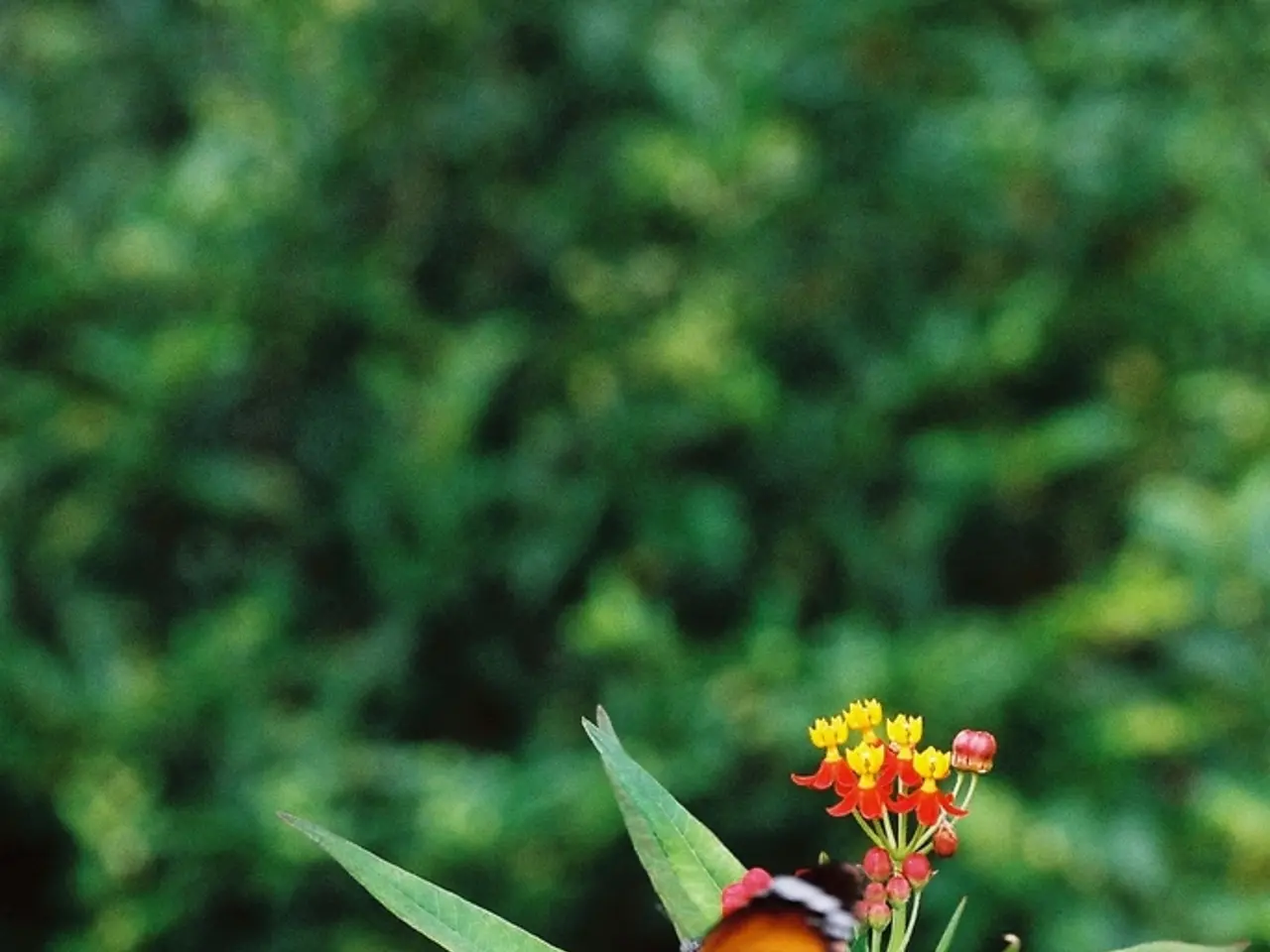 Planting this specific variety is beneficial for vulnerable monarch butterflies, and the good news...