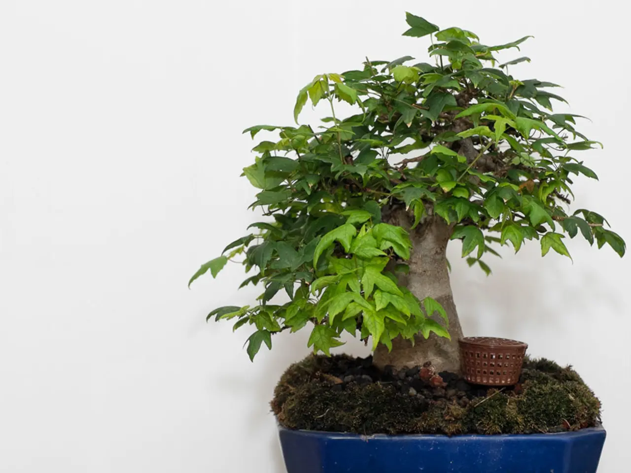 Common Bonsai Maintenance Errors to Escape