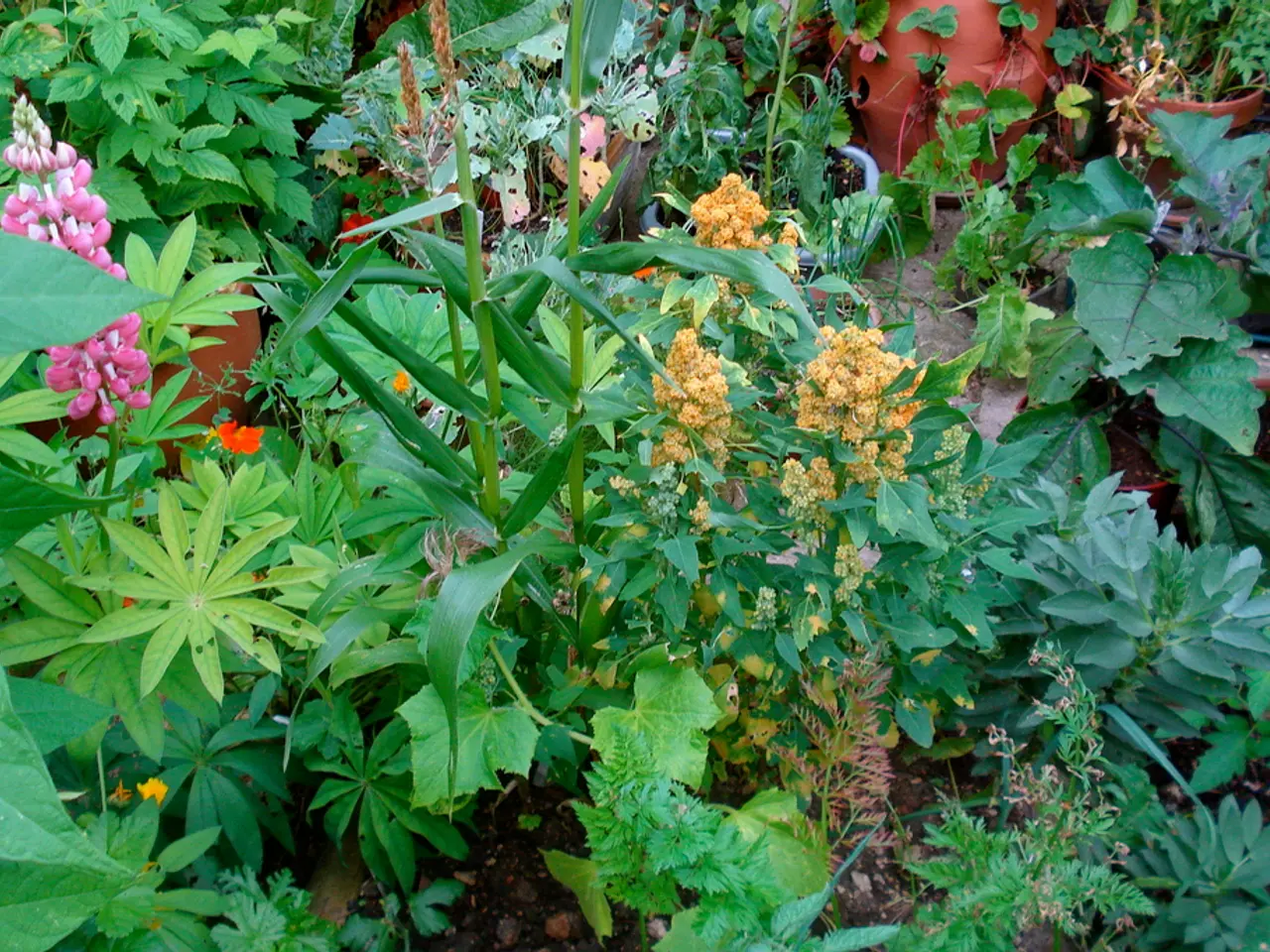Container-Friendly Pollinator Gardens: Top 5 Plants for Small Spaces and Miniature Backyards