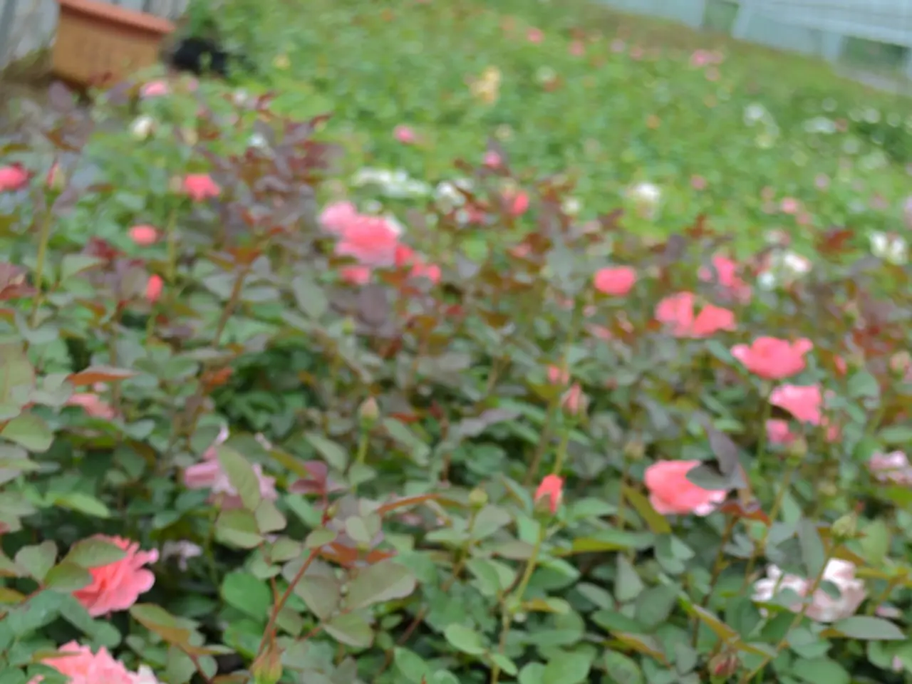 Bloom-filled Summer Retreat of Ina Garten: Perennial Blossoms Persisting for Months - Expert Advice...
