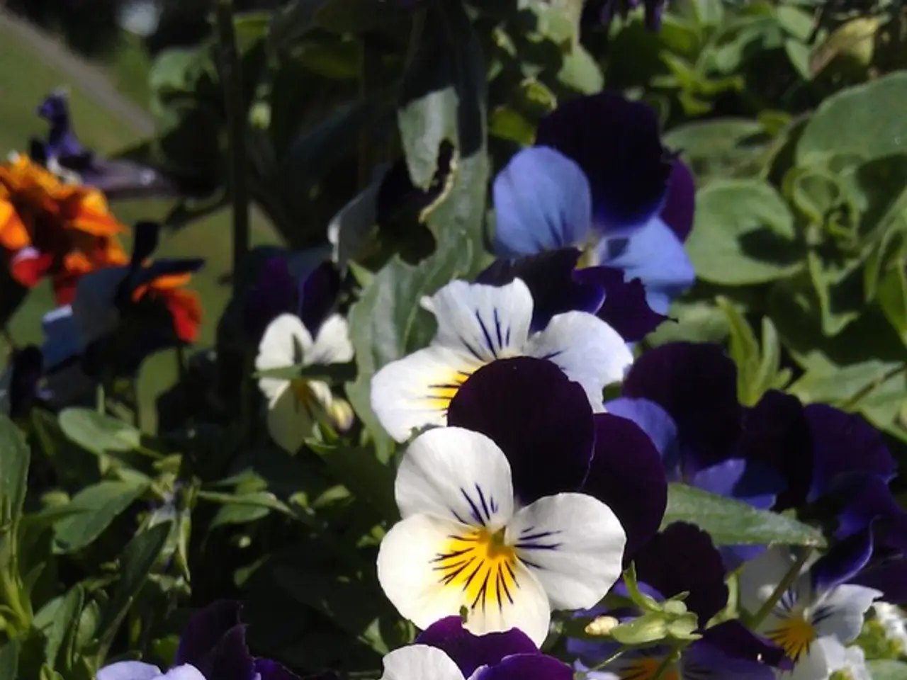 Cultivate 12 Native Wildflowers Effortlessly in Your Backyard