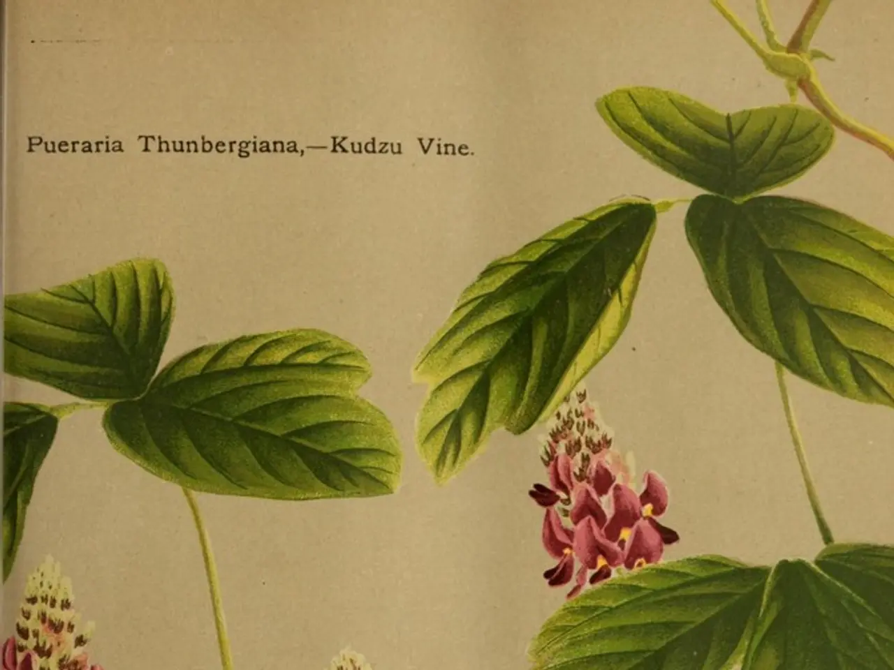 Gardener's Fervent Obsession with Stinging Nettles Unveiled at Christiansberg