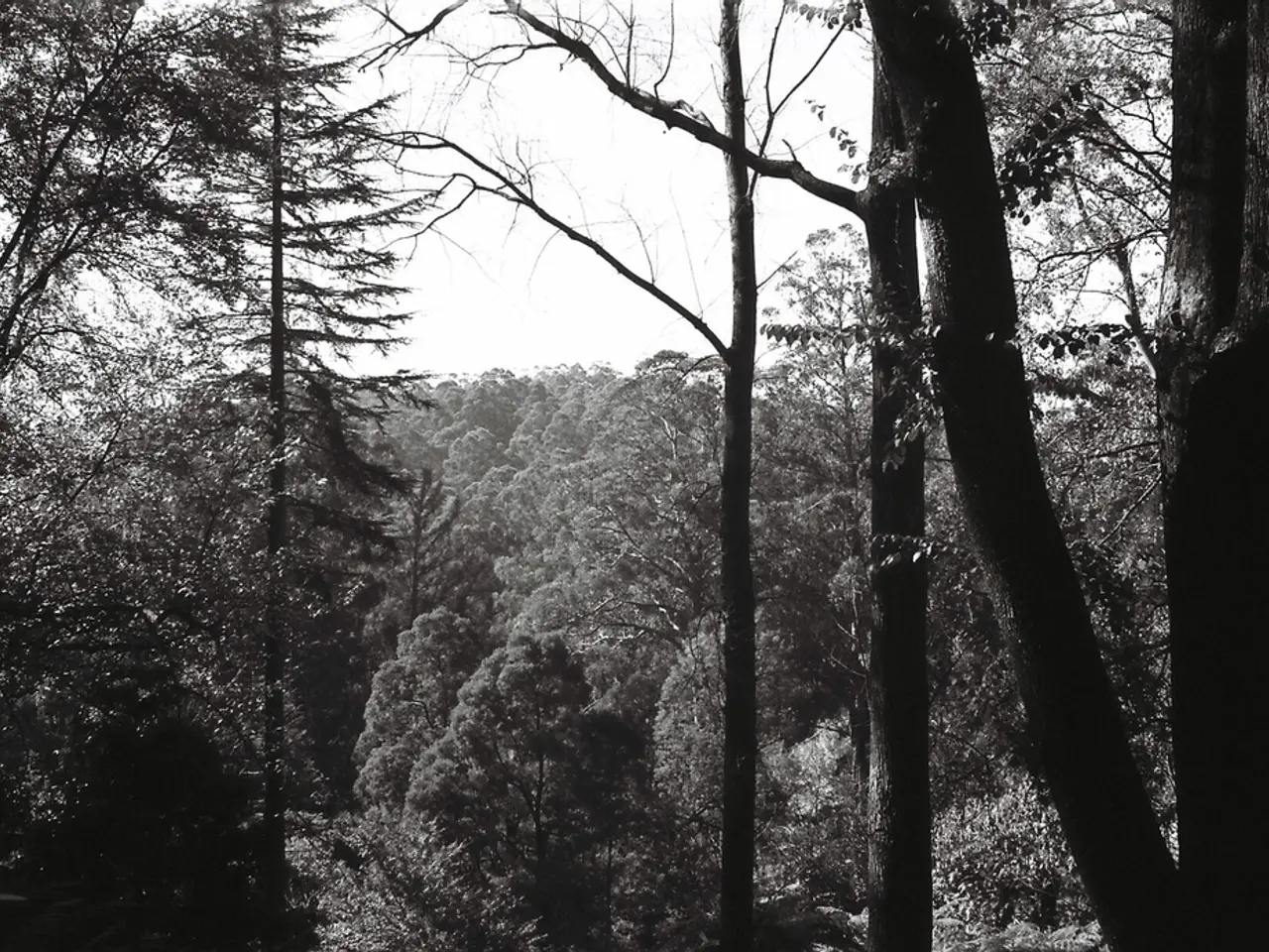 "Gardening Author Reveals Strategies to Plant 250 Trees Without Purchasing a Single One: A Forest...