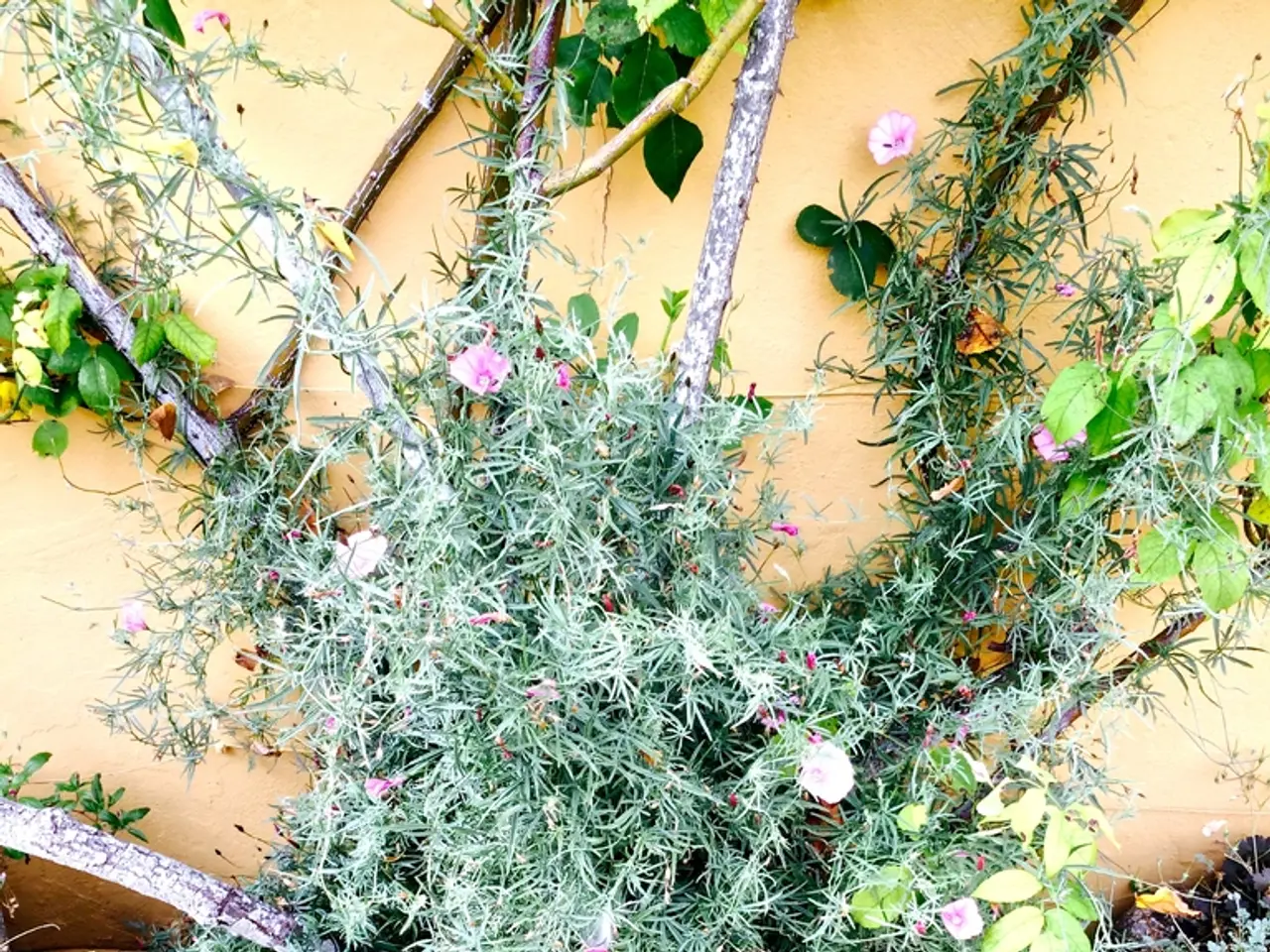 Shadows need not hinder the growth of window boxes; here's my preferred plant combination for...