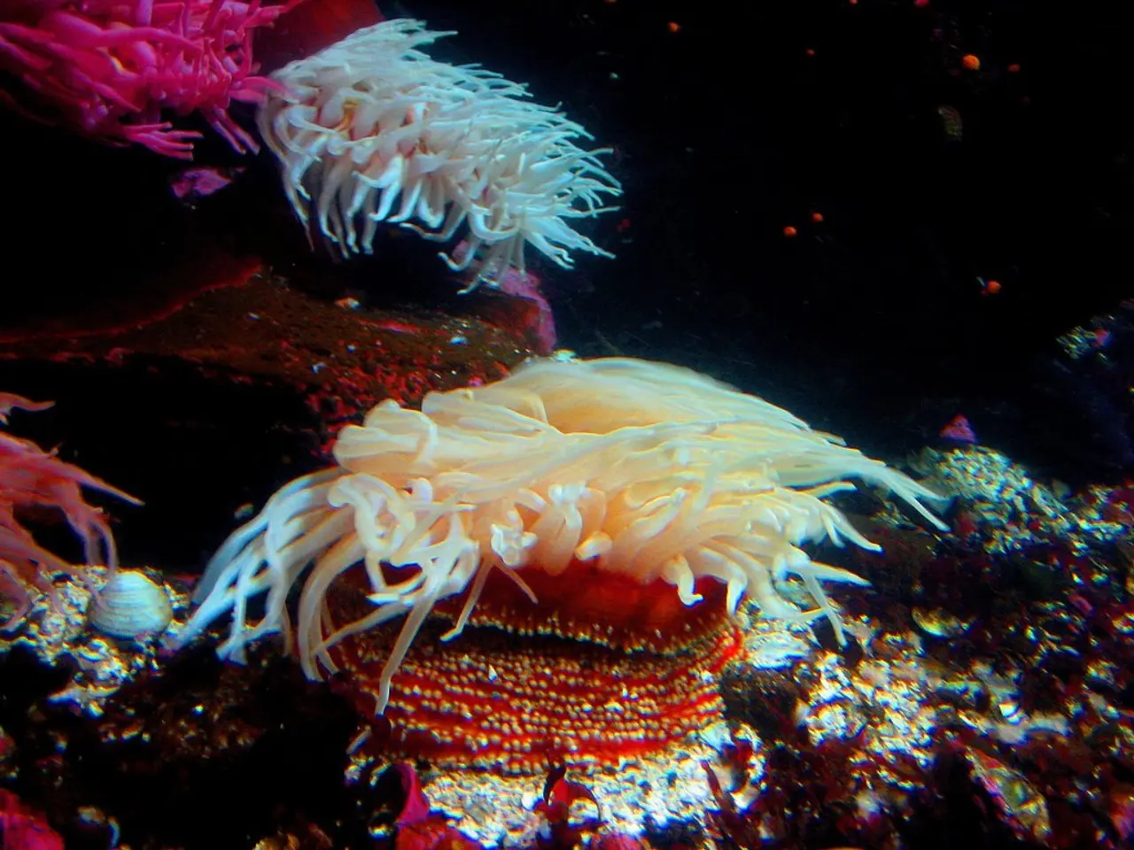 Dedicated to the Enthusiast: Coral Structure for Personal Engagement