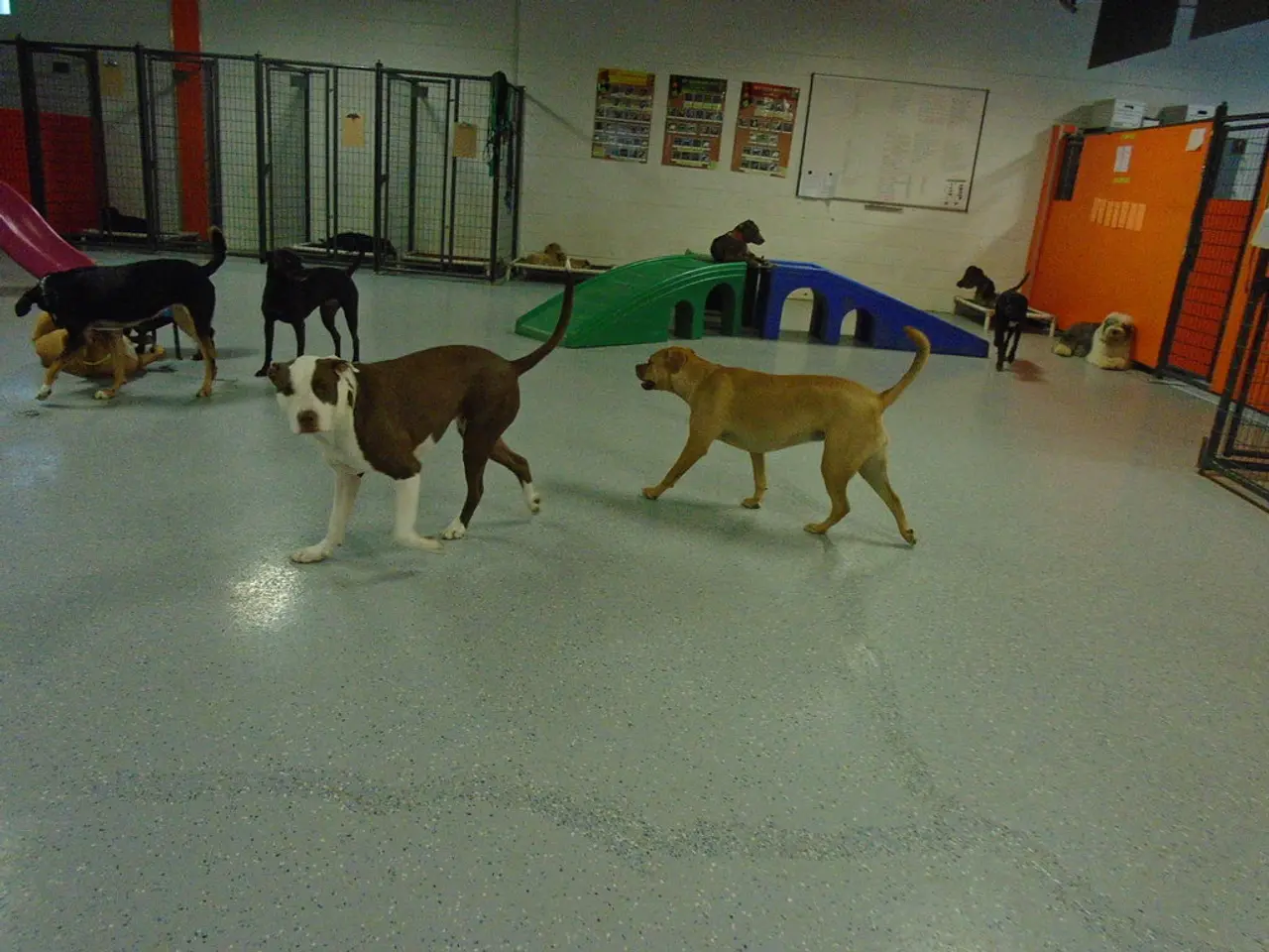 Avoid the awkwardness of a poorly-behaved dog in public with these veteran-endorsed tips for...