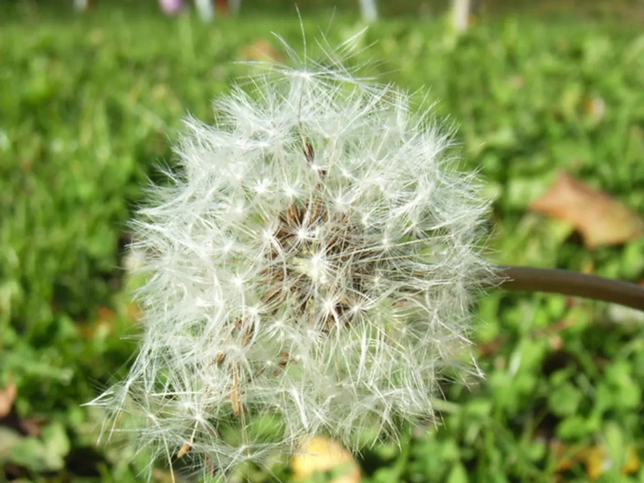 Exploring Coltsfoot Cultivation: Uncover Growth Requirements and Management Techniques for...