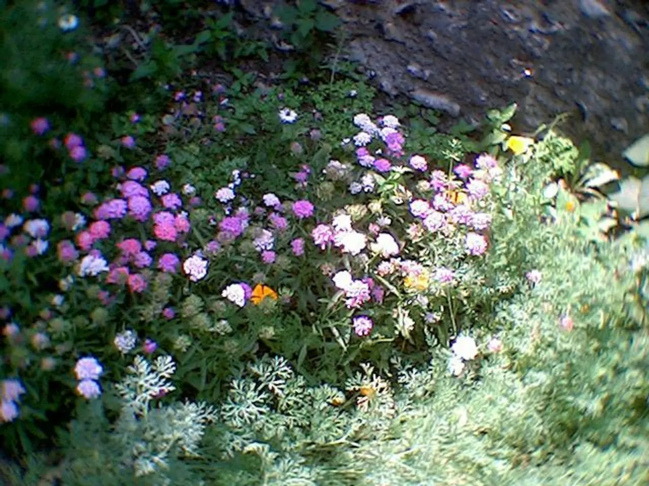 Blossoming Mysteries: Imminent Debut of Modern Day Lilies by Mystic Flowers