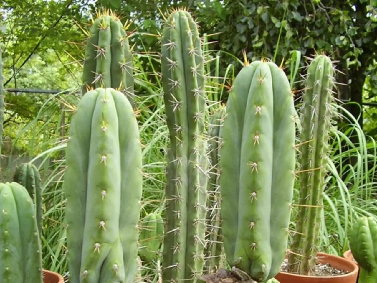 Propagating a Mistletoe Cactus: Effortlessly Duplicating Your Plant for Winter in Only 3 Easy Steps