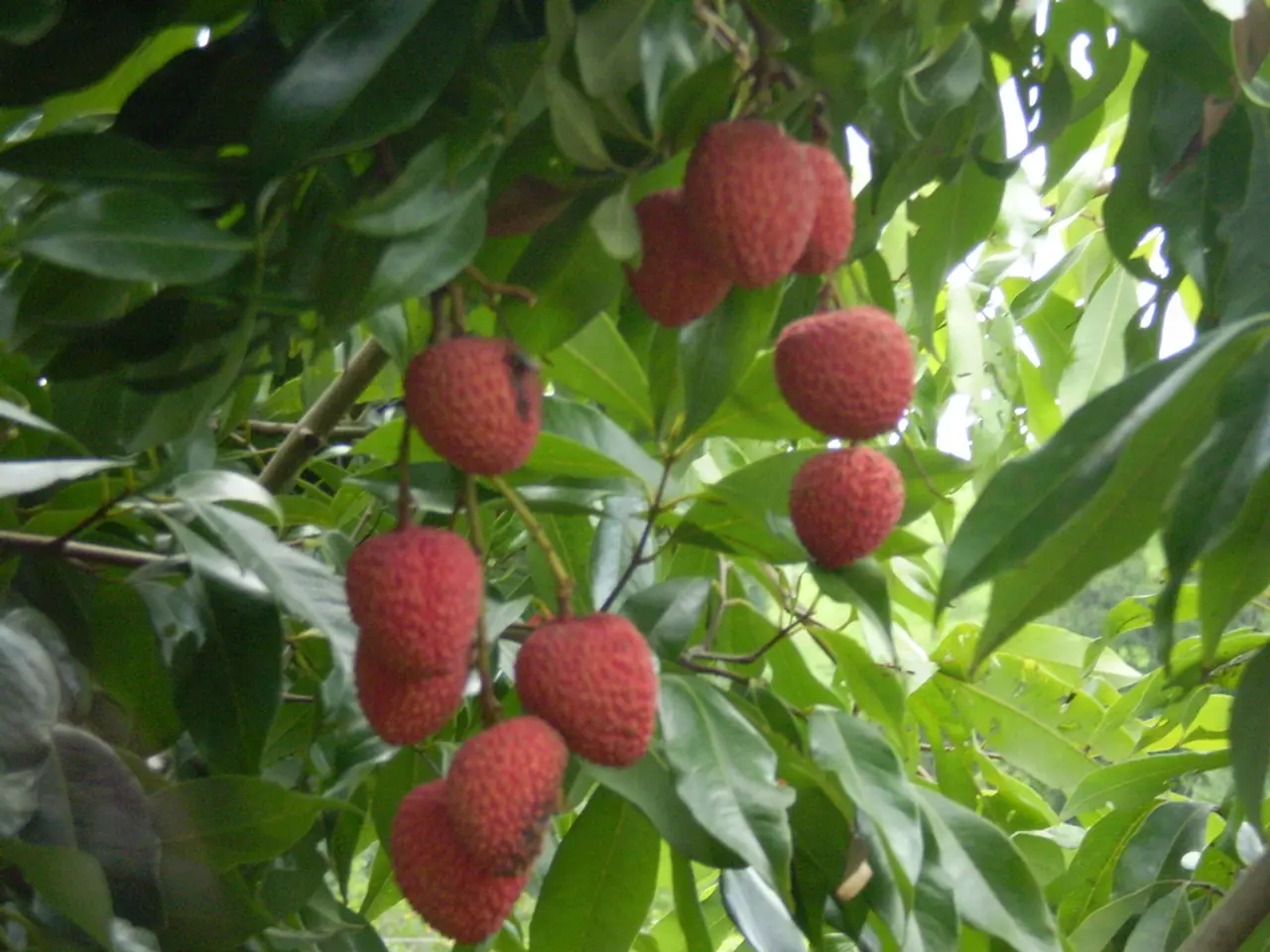 Sufficient Soil Depth for Strawberries: Determining the Appropriate Amount