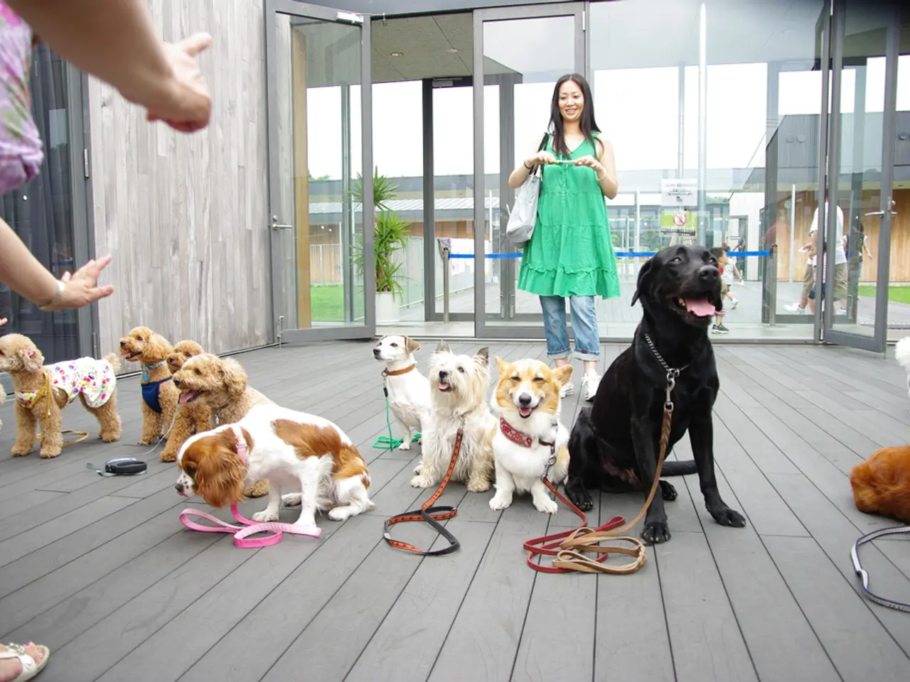 Insights Unveiled: Only a Dog Owner Understands These 32 Realities