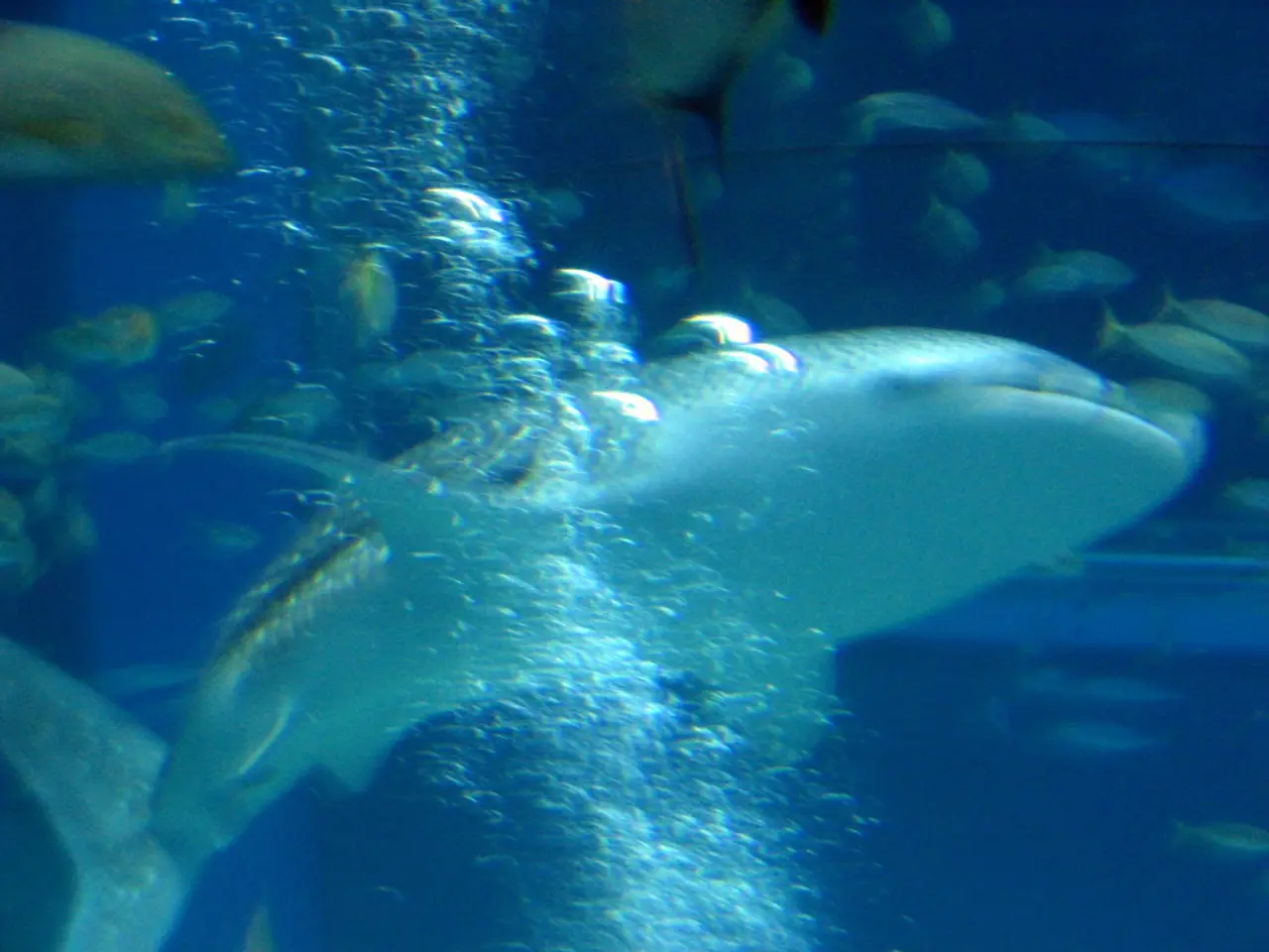 Shark Pets: The Latest Trend, Yet, Questioning Their Morality?