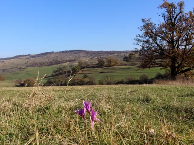 Top-Performing Evergreens Ideal for Gardens in Northern California's Climate