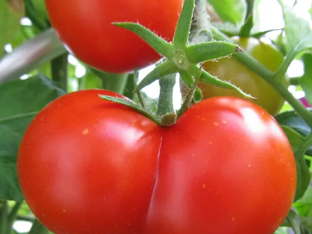 Ideal Accompaniments for Tomatoes: Natural Plant Barriers against Pests