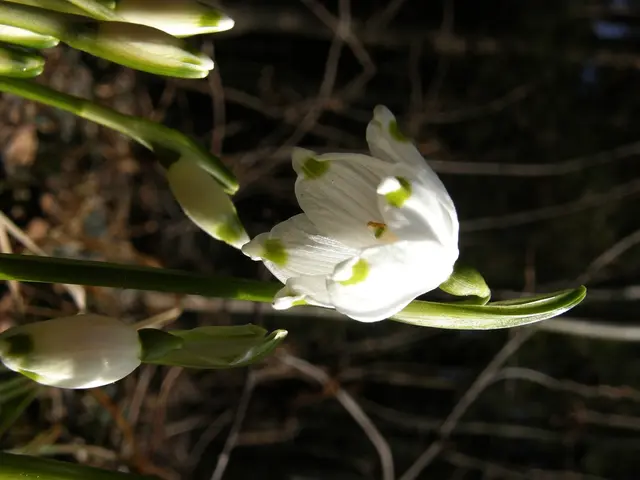 Vibrant, Persistent White Blooms Transforming Any Garden Landscape