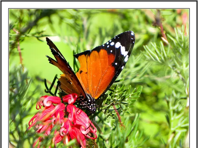 Create a Spectacular Butterfly Sanctuary with These Essential Blossoms