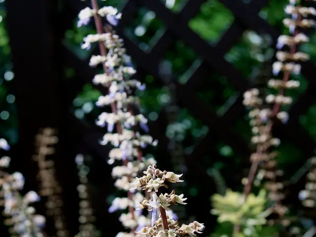 Guide to Horticultural Charcoal: Planting and Substrate Blueprint