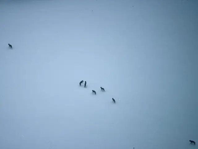 Dead swine: Collect blood samples from deceased animals to identify swine fever causes