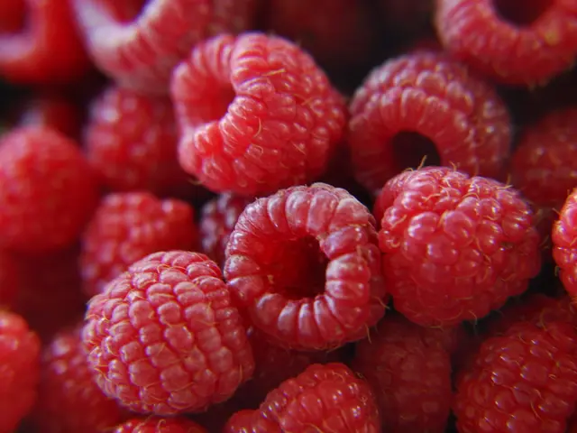 Harvest Your Own Raspberries from the Comfort of Your Backyard