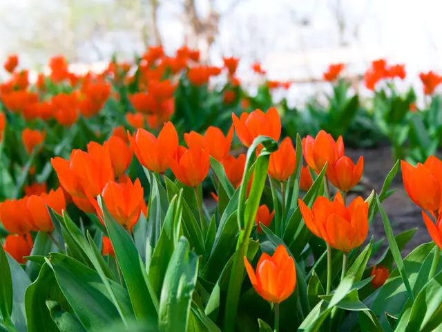 Steps to Transplant Tulips Post-Bloom: A Comprehensive Guide for Green Thumb enthusiasts