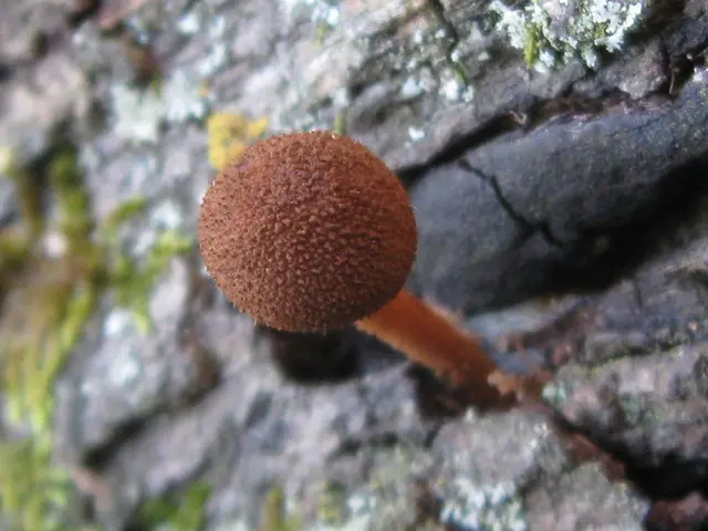 Transform a Log into a Mushroom-Growing Haven using This Basic Technique