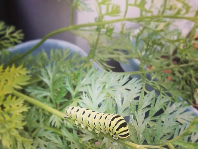 Plants That Ward Off Mosquitoes for a Peaceful Outdoor Dining Experience During Summer