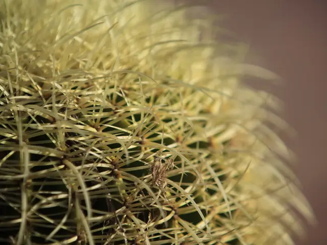 Holiday Cactus Blooms Dropping: 8 Causes for Bud Loss and Solutions for Revitalization