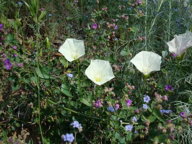 Explore breathtaking floral farm and garden destinations where you can gather an abundance of...