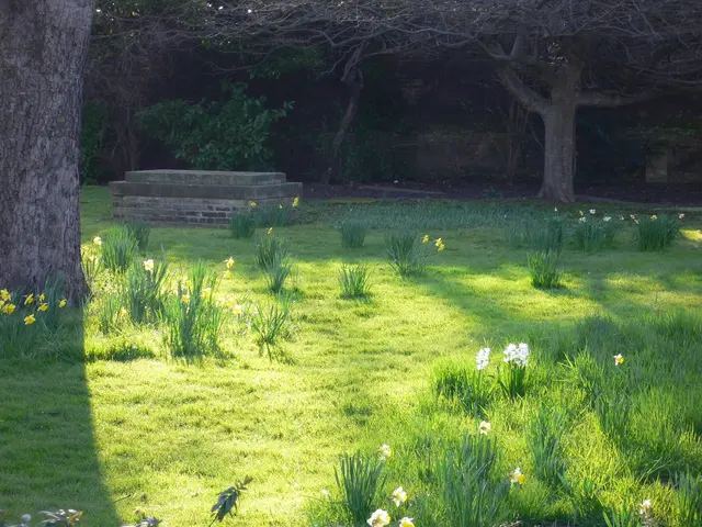 Expert Jo Thompson to revamp Corpus Christi College's garden layout