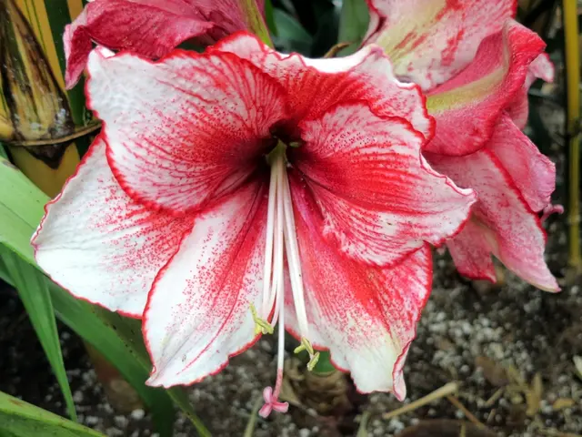 Exploring Ideal Loam Soil Composition for Thriving Plant Life