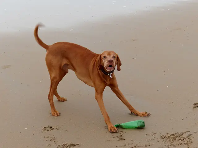Canines Permitted at the Seaside? essential information for pet owners to be aware of