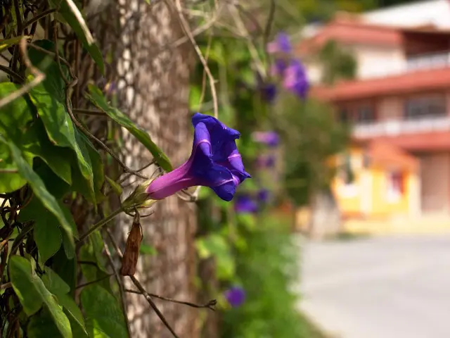 Decorative Home Hanging Basket Plants: A Ranking of the Top 10 Species