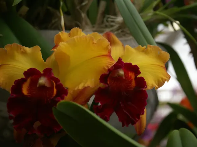 Seven Blossoms Suitable for Development in Pots and Containers: