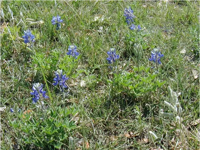 Low-Maintenance Garden Ideas: Explore 10 Varieties of Ground Cover Plants for a Stunning Look