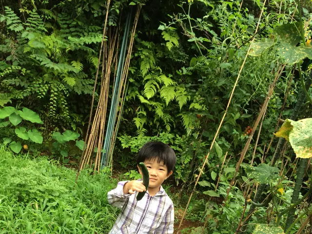 Utilizing 16-16-16 Fertilizer: Guidelines for Application