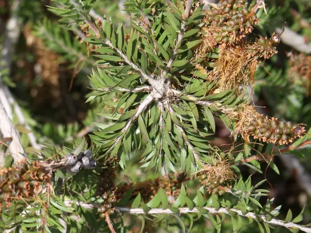 Growing Arboriculture: A Guide to Cultivating Fruit Trees