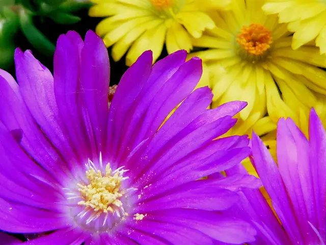 Discover Tranquility in Your Garden with 11 Vibrant Annuals Sporting Blue Blooms