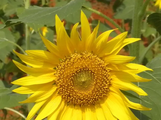 Cultivating Sunflowers: An Exploration of Different Species