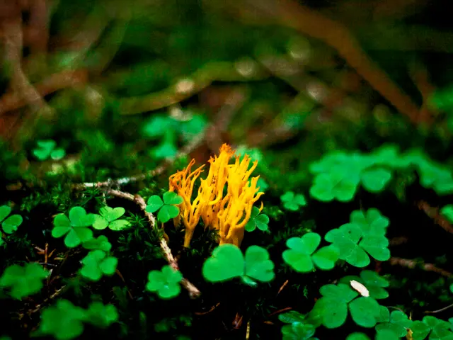 Soil Basics and Plant Growth: An Examination of the Impact