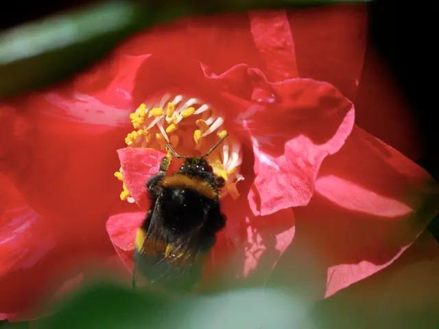 Common Problems Encountered with Orchid Leaves: Recognize and Treat Prevalent Maladies