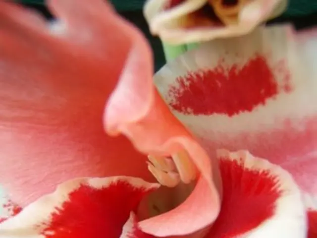 Questioned Intrigue: Who truly embodies the essence of Welsh daffodils?