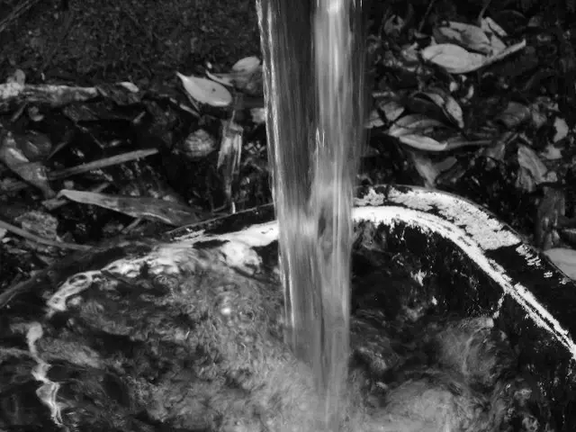 Tips for Growing Pothos Plants: Steps for Cutting and Rooting Cuttings