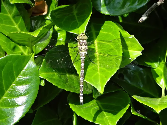 Southern China experiencing a surge in Chikungunya cases