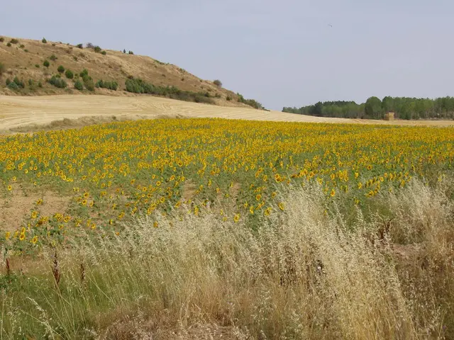 Sunflower Enchantment in the Rhön Delights Gloria Fritz with Its Golden Bloom