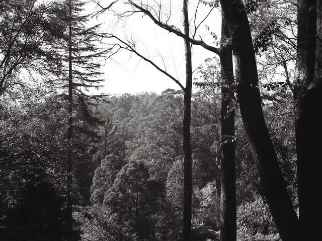 Preferred Arboreal Pick of the Experts